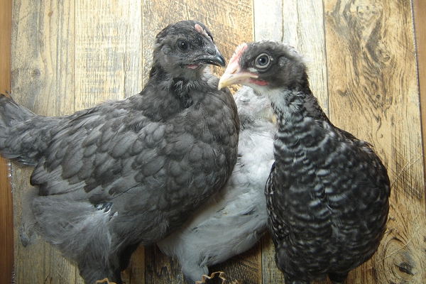 3 Pullet Chicks Week 4 - Steel Blue, Barred Rock, Lavendar Orpington